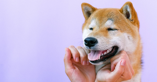 Top 5 Best Vet Med News to Come Out of 2020